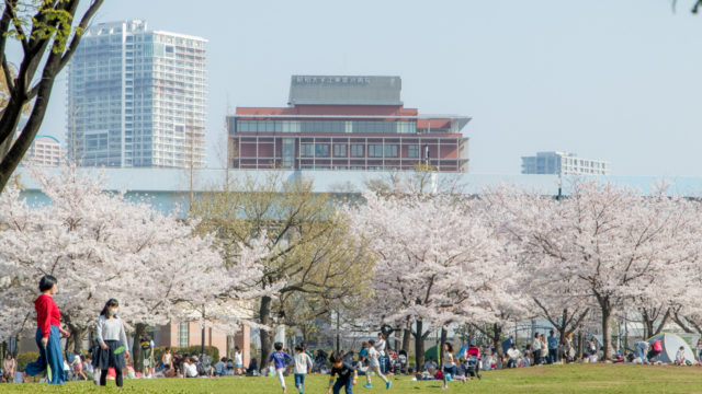 桜の季節 豊洲公園でお花見する際に気をつけてほしいゴミのポイ捨て問題 とよすと