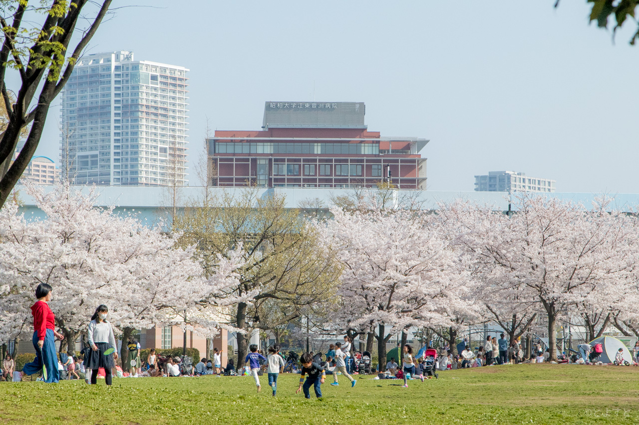 桜の季節。豊洲公園でお花見する際に気をつけてほしいゴミのポイ捨て問題