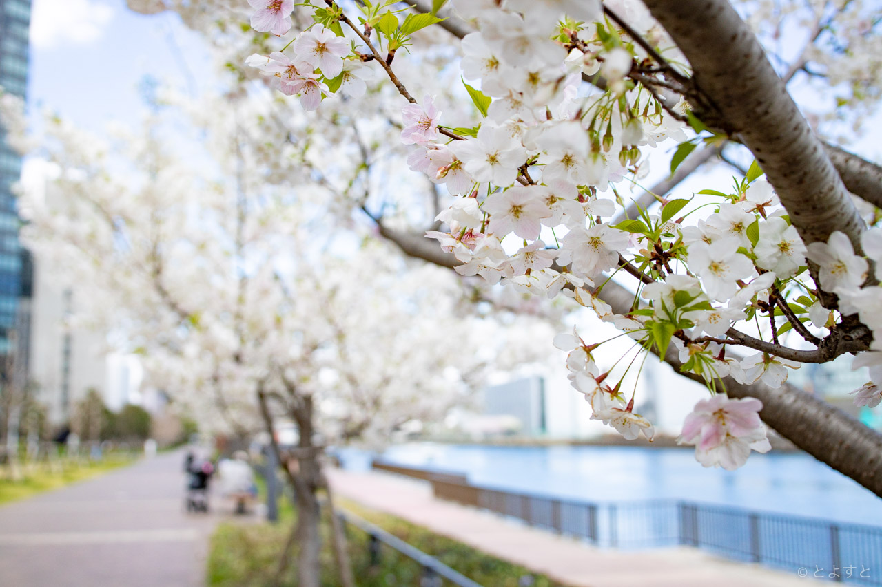 2019年4月、豊洲運河・公園など桜を見ながら撮影散歩。ぐるり公園の見頃はこれから