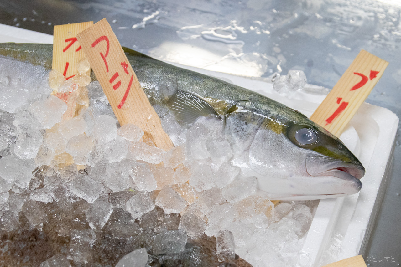 【日程変更】豊洲市場で全5回の料理教室！「豊洲市場探訪 〜市場で学ぶお魚料理〜」