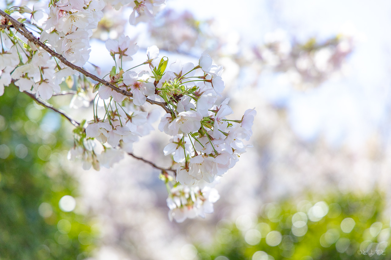 豊洲に訪れた早い春。3月に咲く満開の桜を快晴の空の下で（2020年）