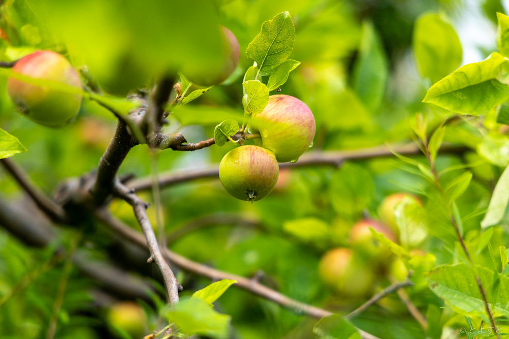 2021年は豊作！豊洲三丁目公園の名物リンゴの木とコミュニティガーデンに咲いた花たち