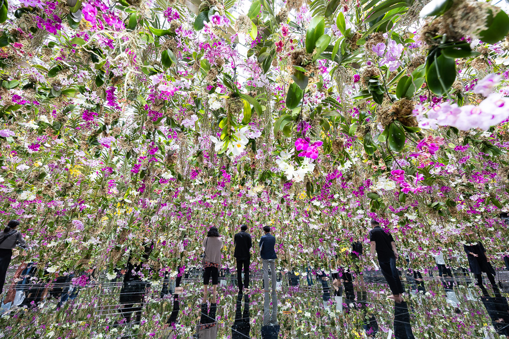 豊洲「チームラボプラネッツ」が大型リニューアル！新たに花と一体化する庭園エリアを7/2オープン