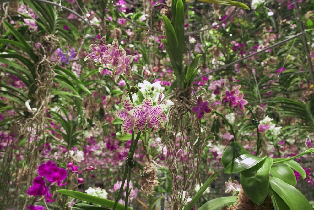 マジで世界に1つだけの花！豊洲の「チームラボプラネッツ」、ここにしかない唯一の胡蝶蘭を公開