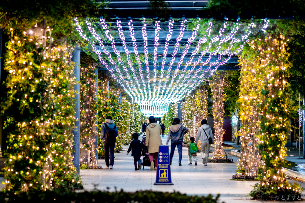 豊洲のクリスマスイルミネーション2021、撮影スポットにおすすめな光のツリーや装飾を特集