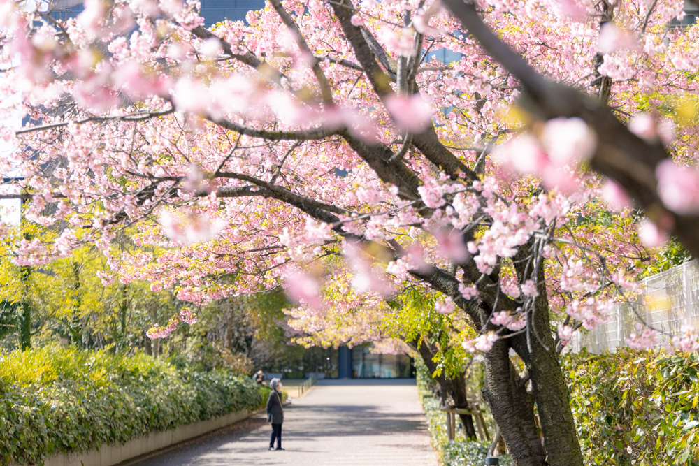豊洲で今すぐ見られる早咲きの桜スポット 6選+1