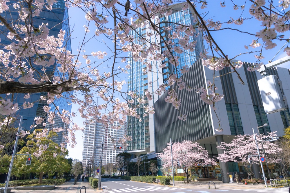 【動画】2022年、豊洲に咲く満開の桜