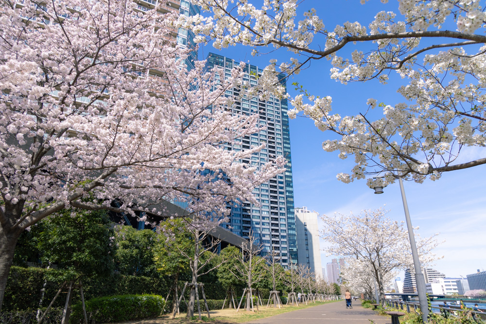 【豊洲の桜】お花見＆桜の撮影スポット！豊洲全域を歩いてチェックしてきた（2022年版）