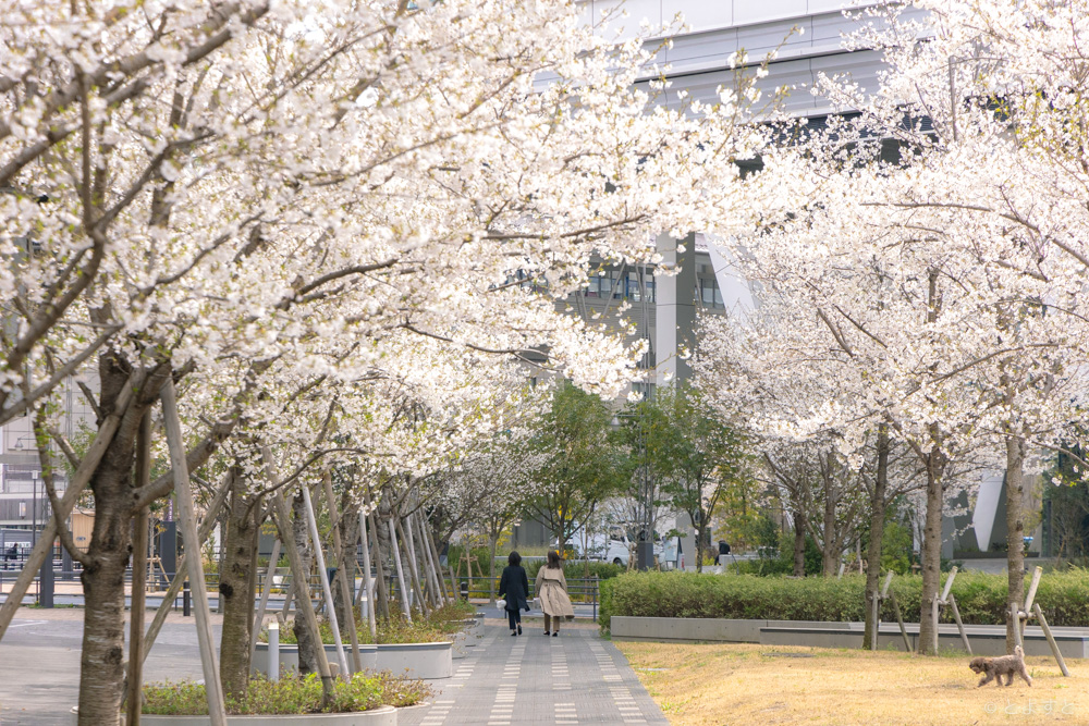 【豊洲の桜】お花見＆桜の撮影スポット – エリアG　（新豊洲さくら広場周辺）
