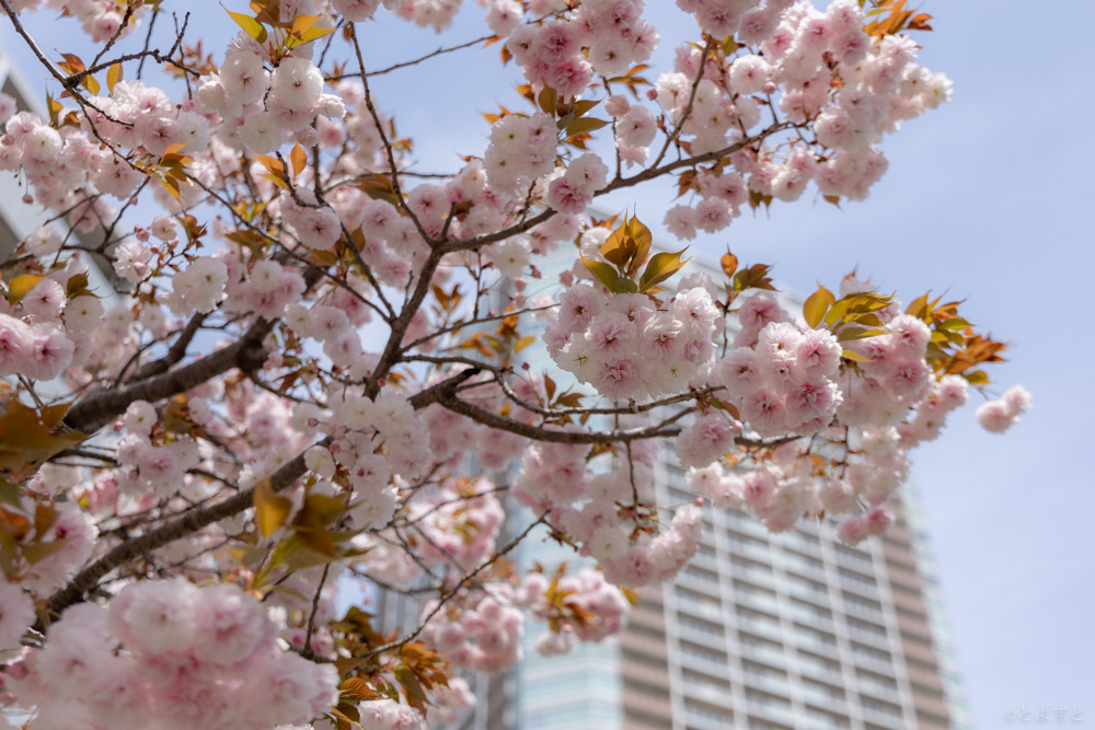 サクラ/桜(八重サクラ)（樹高：2.5m内外）2022.3月撮影