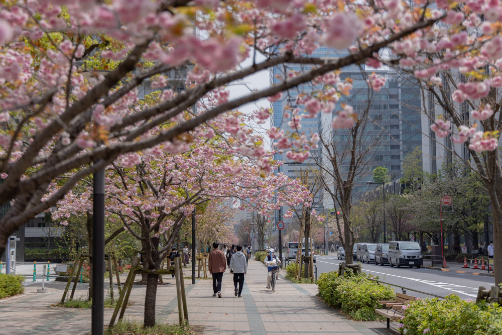 【豊洲の桜】4月中旬に咲く豊洲の八重桜たち（2022年版）