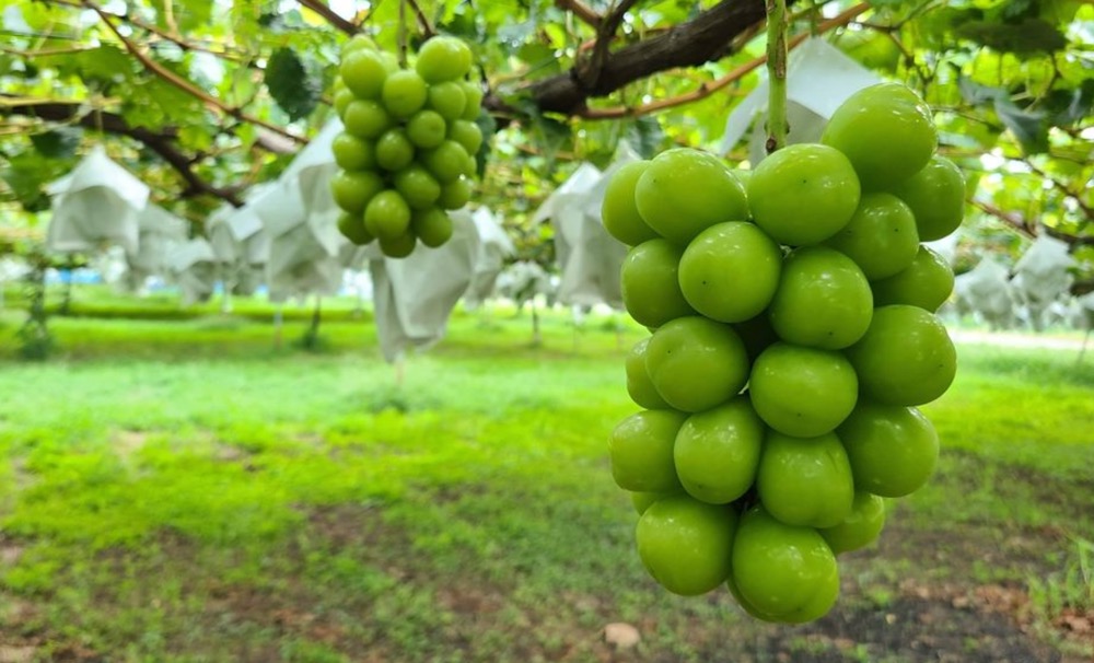 長野県の豊洲がやってくる！旬の果物を生産者団体が販売する産直マルシェ、10月23日(日)開催
