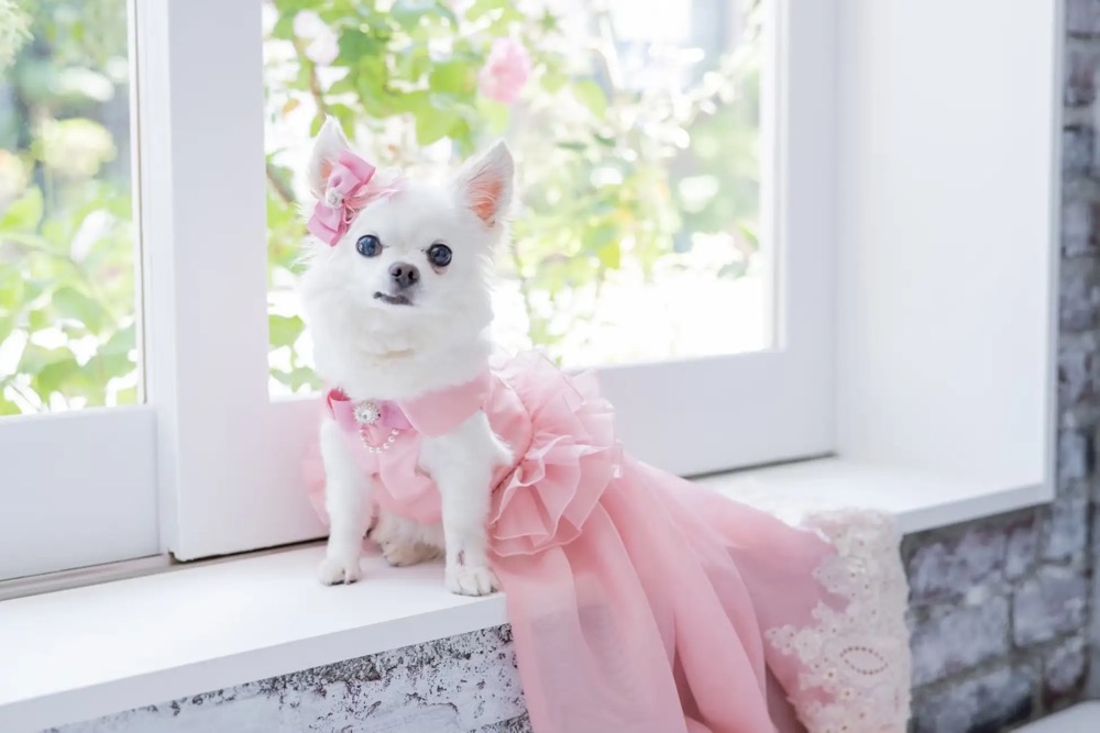 可愛いすぎる犬用ドレス！「ドッグドレス」試着＆撮影会、豊洲公園で4日間開催へ