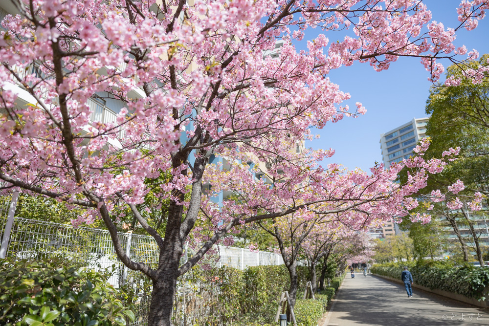 豊洲で桜のきれいなシーズンがやってきました