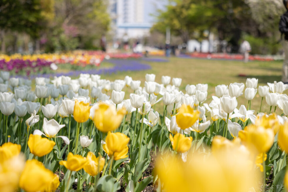 お台場・有明で楽しめる20万本ものチューリップがすごかった！「チューリップフェスティバル2023」が4月中旬まで開催 とよすと 毎日
