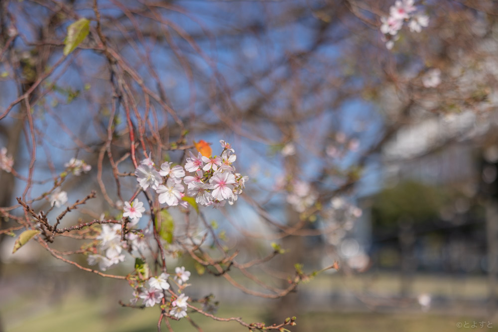 年に2回楽しめる桜、豊洲で「ジュウガツザクラ」が咲いています