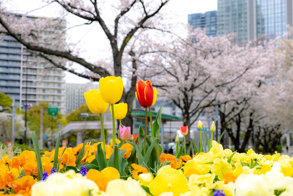 豊洲で見られる桜とチューリップ　色鮮やかな景色に癒やされました！