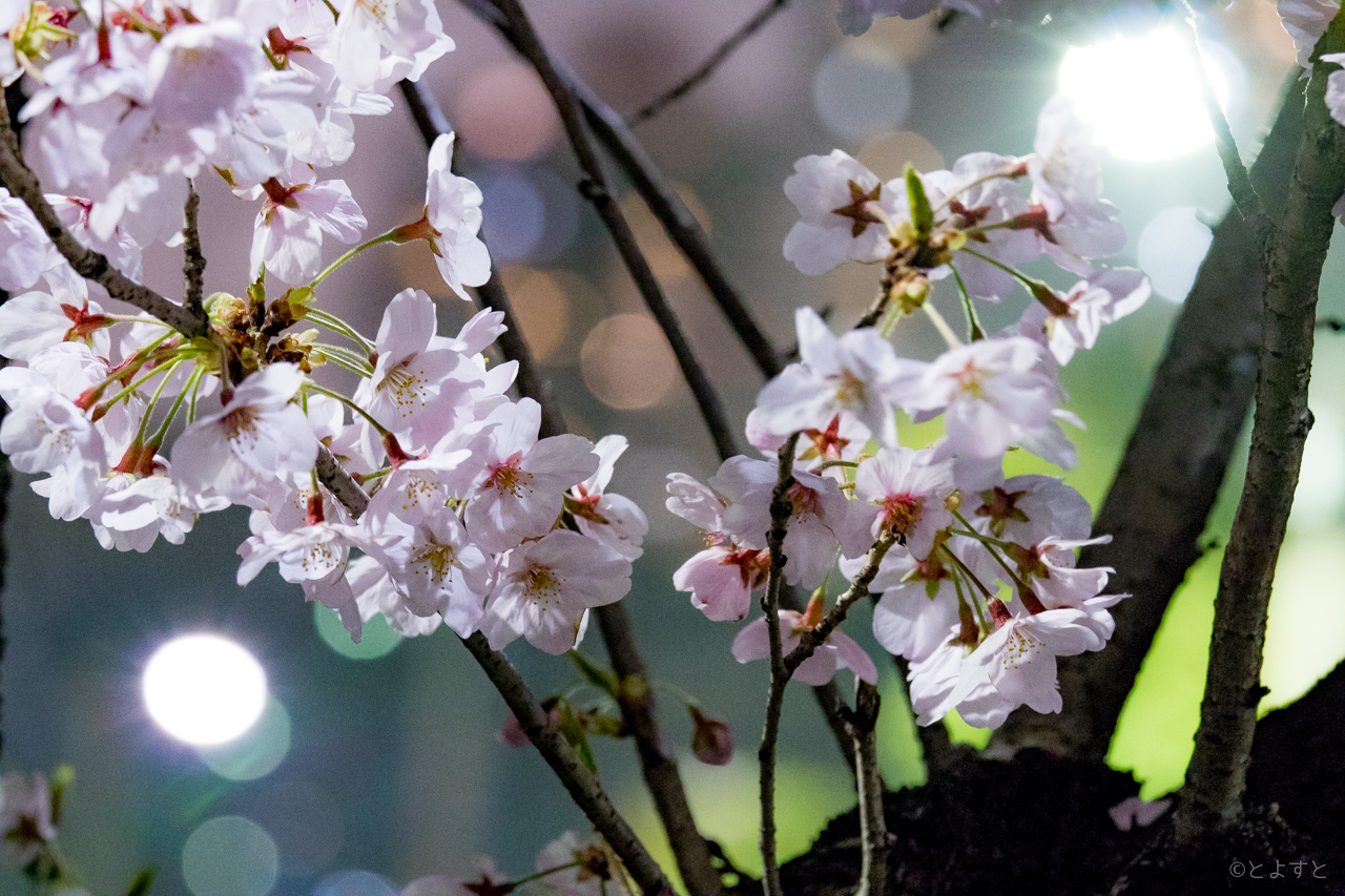 豊洲で桜の写真を撮りたくなるおすすめスポット。春海橋・パークシティ周辺の夜桜も