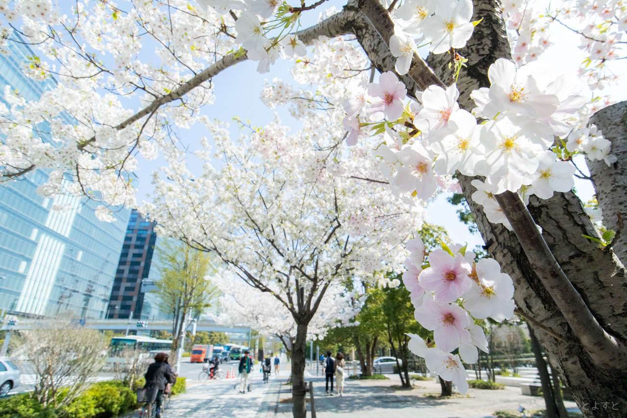 豊洲で桜を楽しめるお花見スポット 18年は18ヵ所をピックアップ とよすと